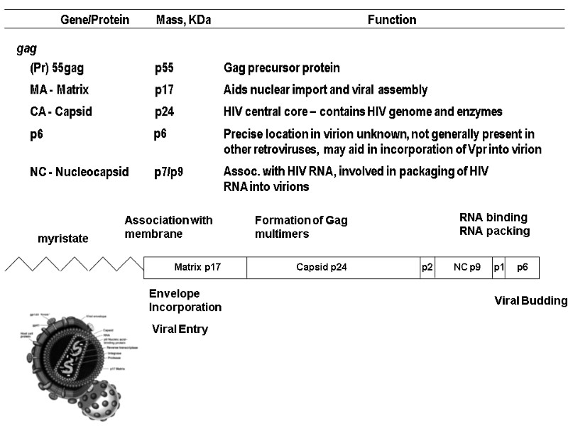 Gene/Protein Mass,  KDa Function gag (Pr) 55gag p55 Gag precursor protein MA -